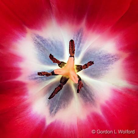 Tulip Interior_P1240551.jpg - Photographed at Smiths Falls, Ontario, Canada.